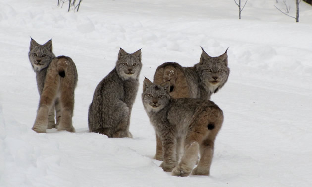 Daryl Dauncey has seen a lot of wildlife out on the trails, including this family of lynx.