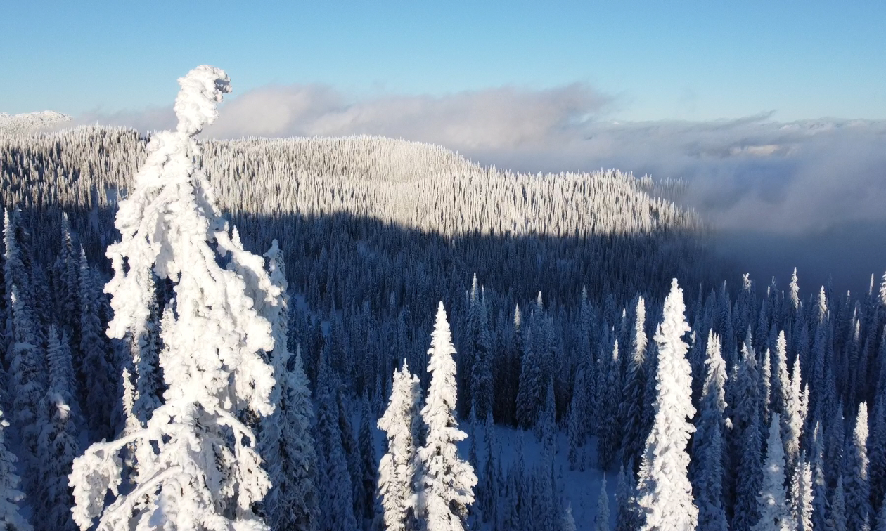 Snowed-over trees on mountains in Hunters Range, Enderby.