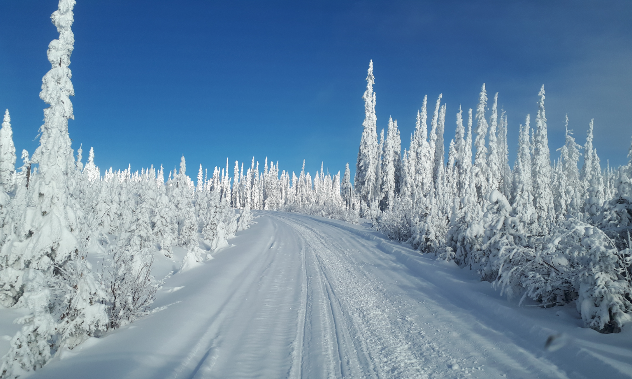 Snow-covered trees jut from the earth like upside-down icicles along a wide, frozen snowmobile path. 