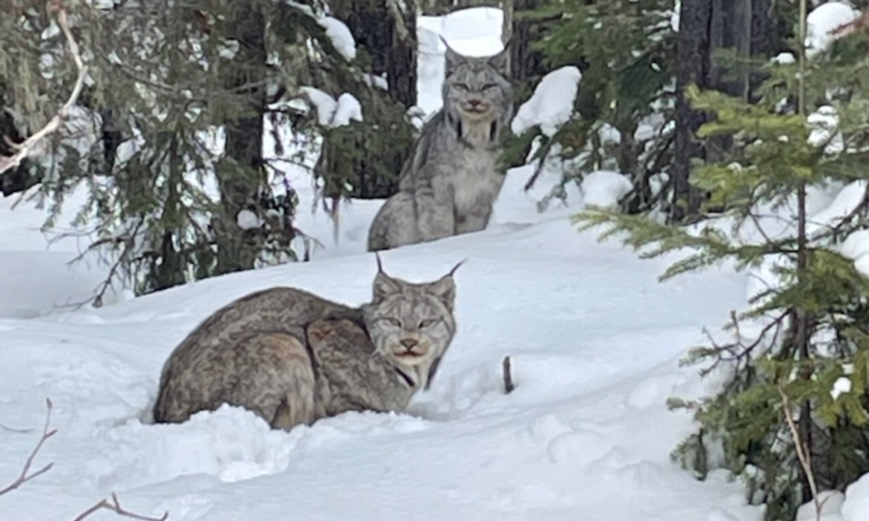 Two lynx sit in the snow in Swan Hills, Alberta.