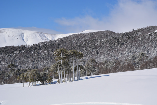 The Chilean pine tree called the Araucaria araucana, or Monkey Puzzle tree have extremely sharp leaves, or needles.