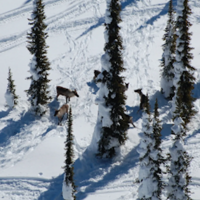 Caribou graze around snowy trees. 