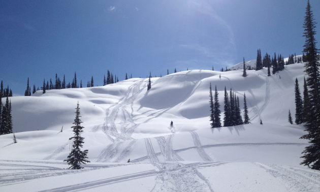 The sun shines on a hillside where a snowmobiler makes fresh tracks.