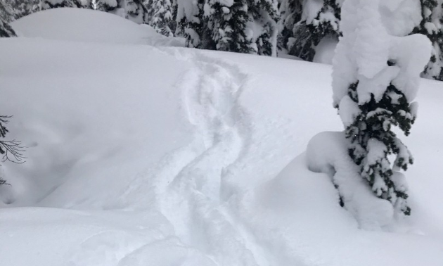 Caribou tracks in the snow.