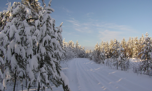 A trail runs through many trees covered in snow