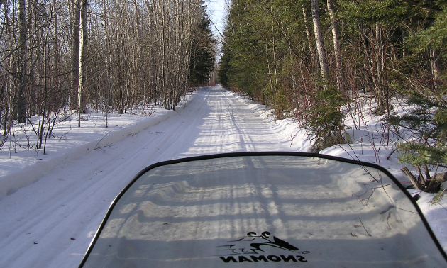 Toothpick-like trees line the left side of a trail and green trees are planted on the right.