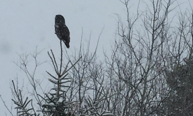 A great grey owl keeps an eye on Leo Zelinski and his group. 