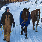 people rescuing horses in McBride