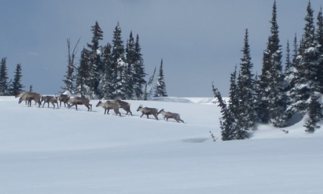 Group of caribou on snowy hillside. 
