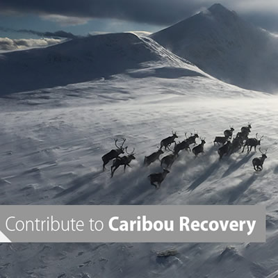 Aerial view of a herd of caribou running across a snowy, wind-swept plain. 