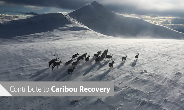 Aerial view of a herd of caribou running across a snowy, wind-swept plain. 