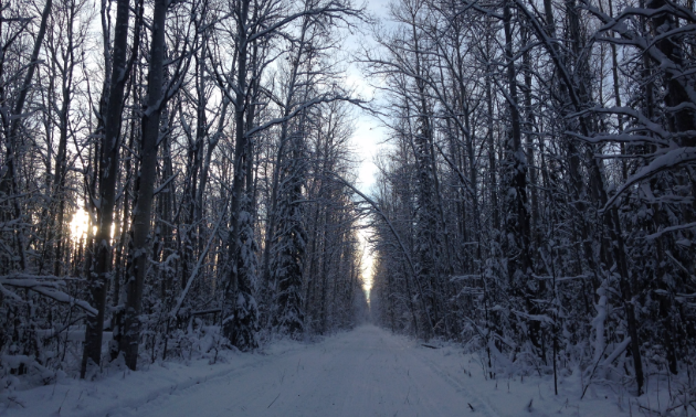 The Watt Mountain Wanderers maintain the trails in High Level, Alberta.