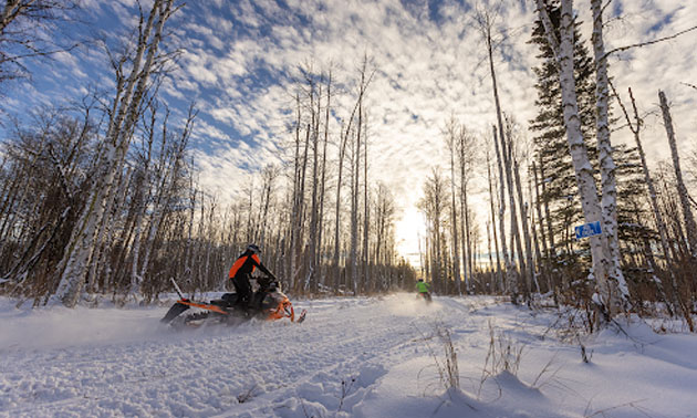 A snowmobiler rides along a trail as white powder sprays up behind him. The sun shines through the bare trees. 
