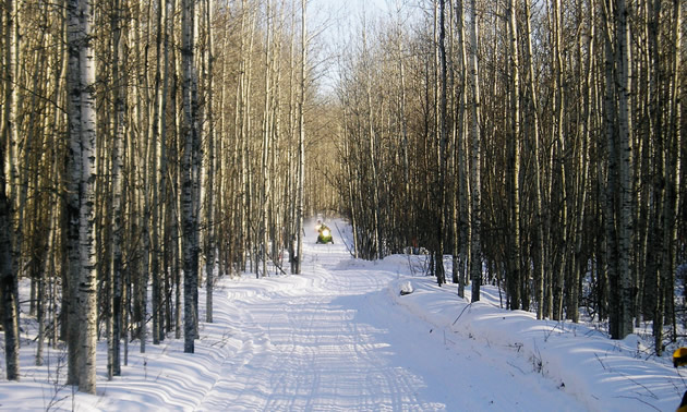 One of the many trails near Westlock, Alberta.  A snowmobiler is coming along the trail in the distance, and there are trees bordering each side of the trail.