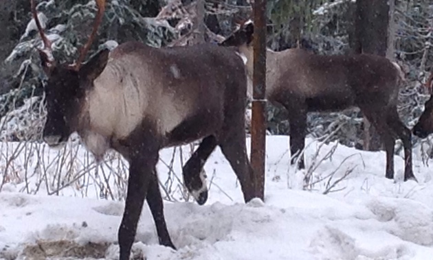 Two caribou on the summit of the Creston/Salmo pass. 