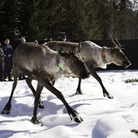 Two mountain caribou in a pen. 