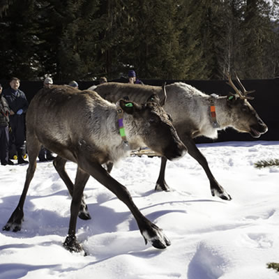 Pair of tagged Southern mountain caribou being released onto snowy field. 