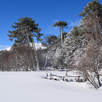 A snow scene with the Chilean pine tree.