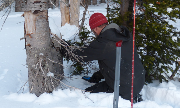 Using a beacon to find an avalanche victim. 