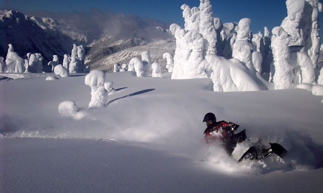 A rider carving through fresh powder with snow-covered trees in the background. 