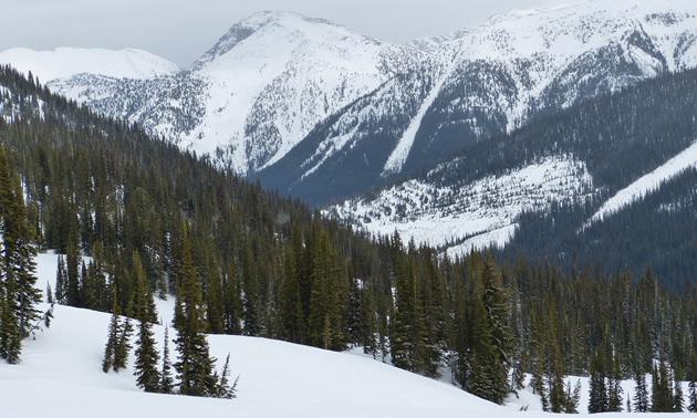 A scenic shot of snowy mountains and slopes covered in trees. 