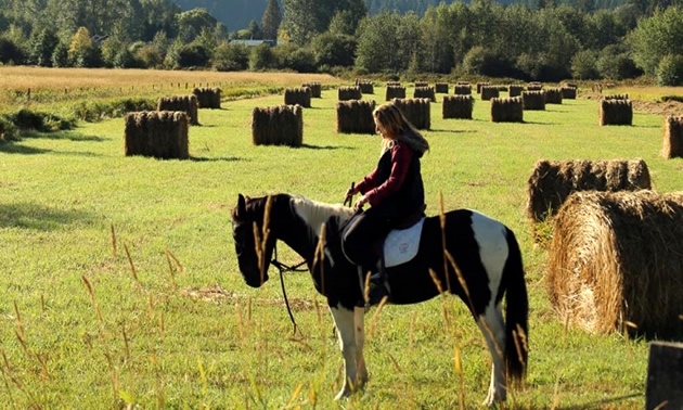 Julie-Ann Chapman on her wild mustang Fraser in a hay field. 