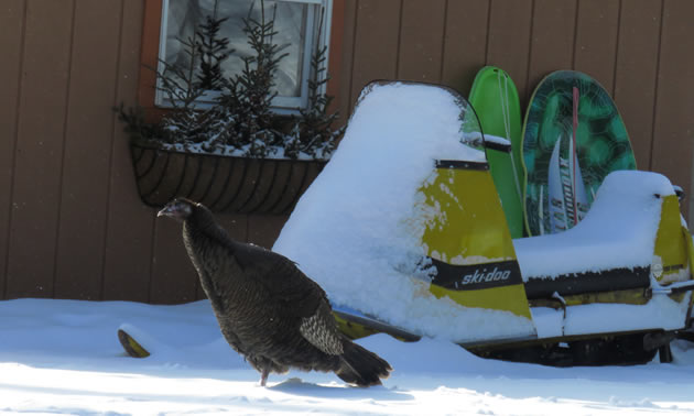 Large turkey sitting in front of Ski-Doo. 