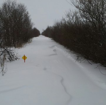 A section of Saskatoon trail sits ready to be groomed.

Photo courtesy Gerri Sametts