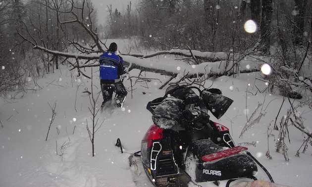 Man, snowmobile, fallen tree.